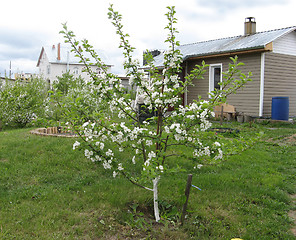 Image showing Blossoming young apple-tree