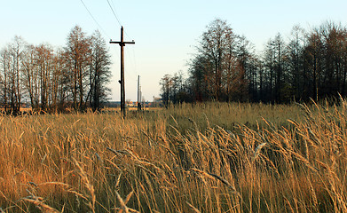 Image showing Swamp