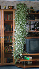 Image showing House flower (Tradescantia albiflora)