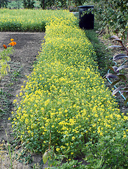 Image showing White mustard (Sinapis alba).