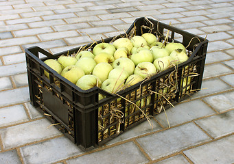 Image showing Apples in a plastic box