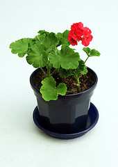 Image showing Blossoming house plant