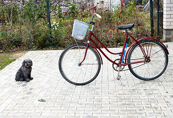 Image showing Biking and rock dog