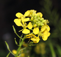 Image showing White mustard (Sinapis alba)