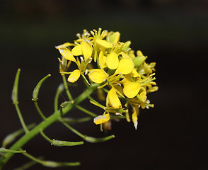 Image showing White mustard (Sinapis alba)