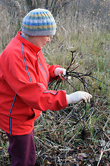 Image showing Woman collects roots of a medical plants 