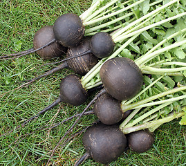 Image showing Black radish