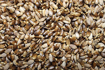 Image showing Seeds of a thistle spotty 