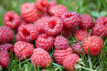 Image showing Raspberries