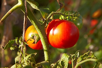 Image showing Tomatoes