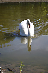 Image showing White swan on lake.