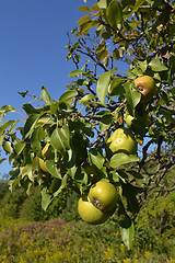 Image showing Ripe pears on tree.