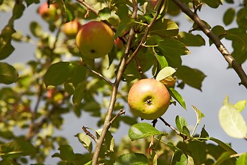 Image showing Apples