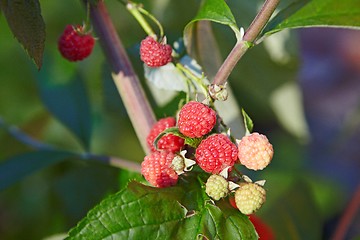 Image showing Raspberries