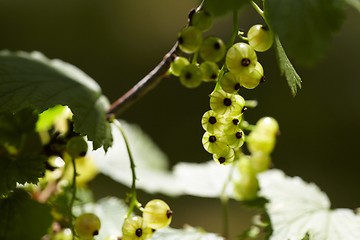 Image showing Currants