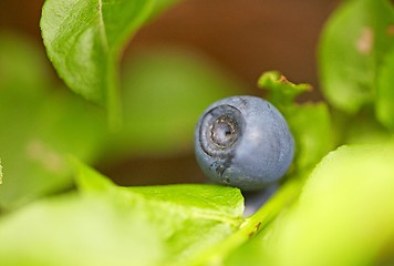 Image showing Blueberry