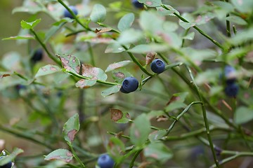 Image showing Blueberries