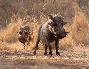 Image showing Alert Warthogs Walking Through Bushveld Grass