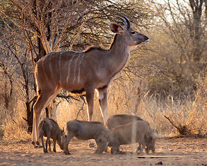 Image showing Young Kudu Bull with Warthogs