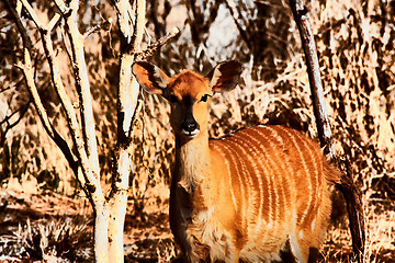 Image showing Artistic Impression Young Njala in Winter Bush