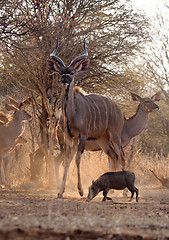 Image showing Proud Kudu Bull Guarding Herd