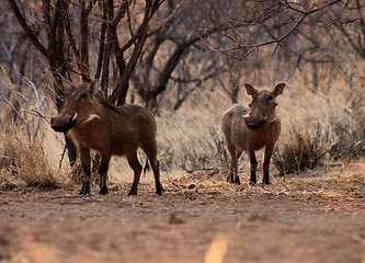 Image showing Alert Warthogs Under Bushveld Trees