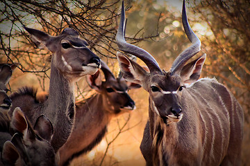 Image showing Kudu Family