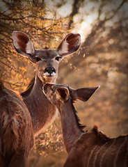 Image showing Rare Tender Moment Kudu Ewe and Calf