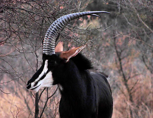 Image showing Sable Bull Portrait Side View