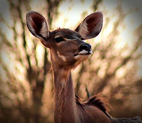 Image showing Portrait of Alert Kudu Ewe