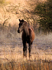 Image showing Young Foal Listening Tentatively