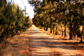 Image showing Pine Tree Lane Gravel Road 