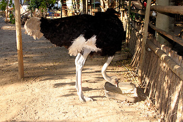 Image showing Ostrich Eating with Bent Neck