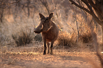 Image showing Large Alert Warthogs Male Under Tree