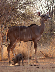 Image showing Proud Kudu Ewe Pose