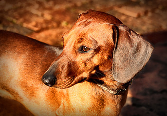 Image showing Miniature Dachshund Soft Focused Look