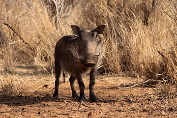 Image showing Alert Warthog Male in Clearing