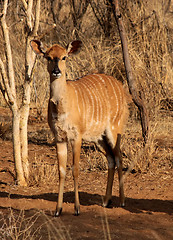 Image showing Young Alert Female Njala