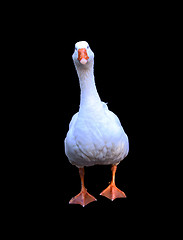 Image showing Isolated White Geese
