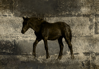 Image showing Stone Cold Horse