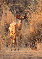 Image showing Young Female Njala in Winter Sunset Sun
