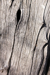 Image showing Tree Trunk Background