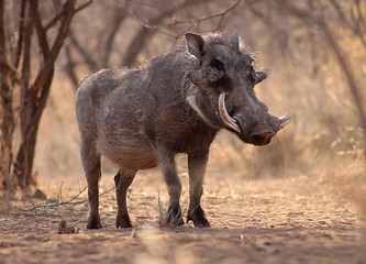 Image showing Large Alert Warthog Male 