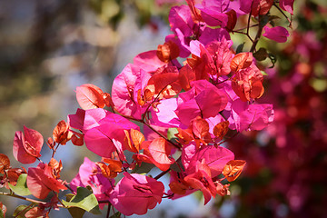 Image showing Beautiful Bouganvilla Flowers 