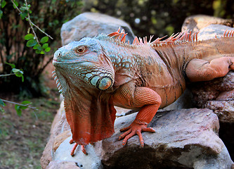 Image showing Giant Iguana Head