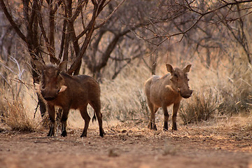 Image showing Alert Warthogs Lookout Under Bushveld Trees