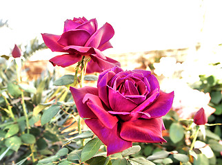 Image showing Abstract Bright Purple Colored Roses