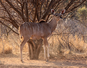 Image showing Alert Kudu Ewe Under Bushveld Tree