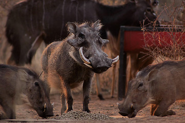 Image showing Alert Warthogs Eating Pellets with Guard