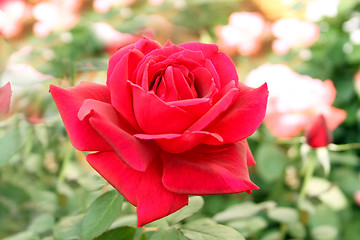 Image showing Perfectly Beautiful Red Rose